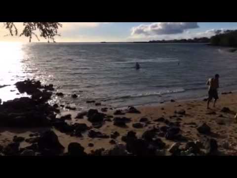 Max's first Hawaiian swim at Spencer beach