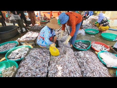 Amazing! Wholesale Freshwater Fish in Cambodian Market - Wet Fish Market Scene, People Activities