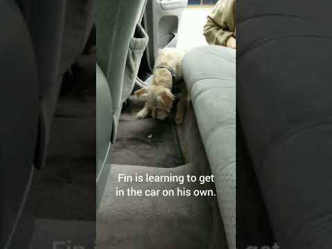Learning to get into the car