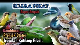 Download lagu Suara Pikat Burcil Kutilang, Trucukan, Sogon, Prenjak Lumut , Prenjak Kepala Merah, Kamande Ampuh. mp3