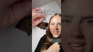 ICH habe eine FLEDERMAUS gefunden!😱🫣 #hilfe #frage #fledermaus #retten #kommentar #reagieren #omg