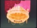 Hebrew Trailer Beauty And The Beast From VHS