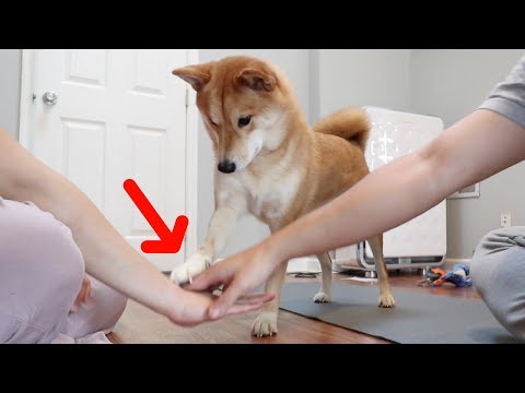 Filmboardscom Shiba Inu Dog Has Its Own Youtube Channel