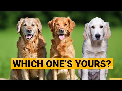 3 Types of Golden Retrievers and How to Identify Them?