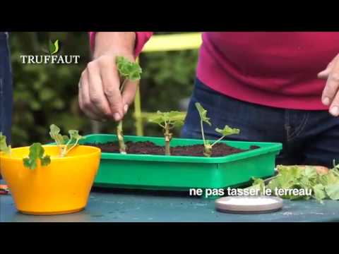 comment nettoyer geranium