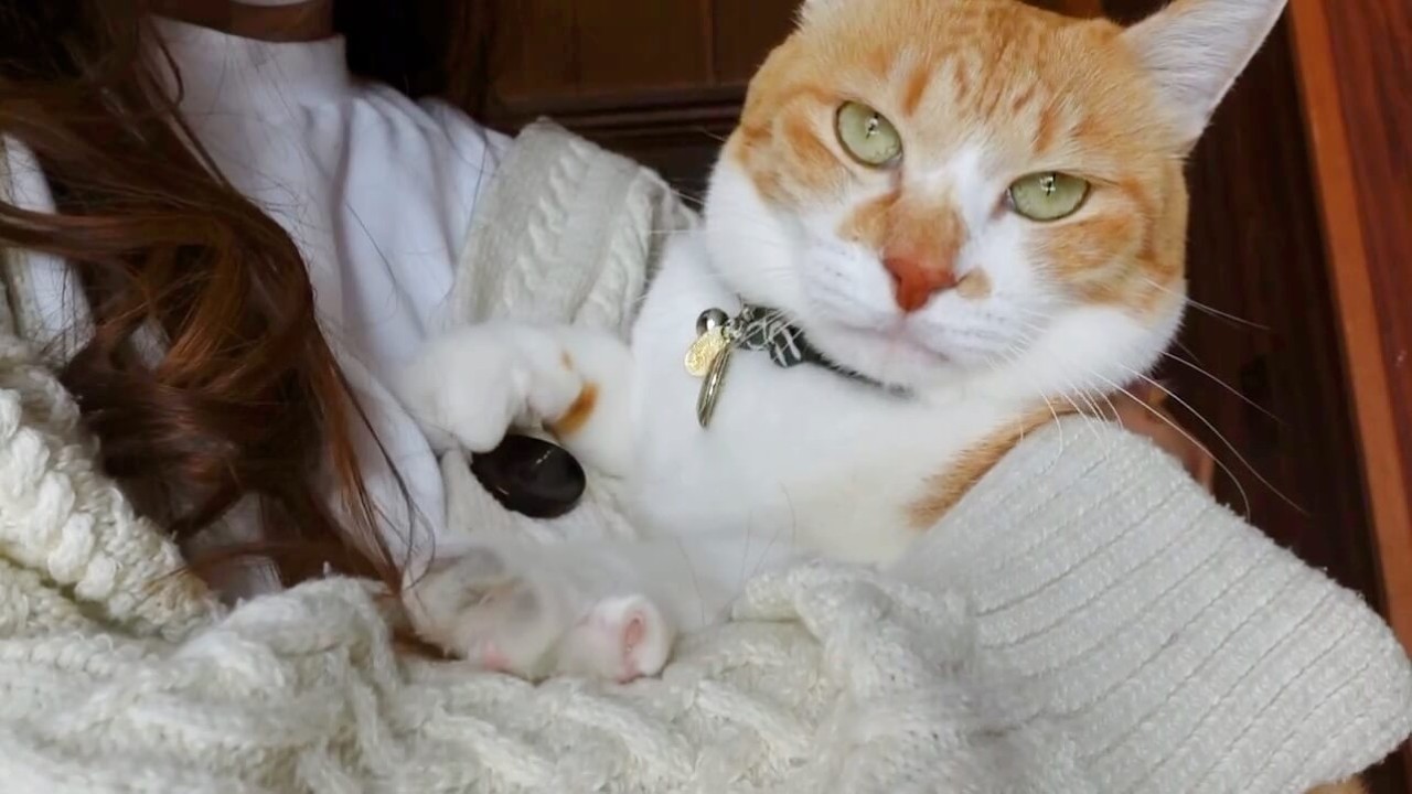 猫がスキすぎて仕事へ行くのダルい