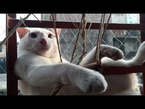 GRU....... the laziest craziest funniest smartest cat is trying to sleep