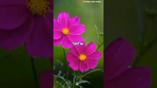 Download lagu Story Wa Judika - Jadi Aku Sebentar Saja - (cover) Story 30 detik #shorts mp3