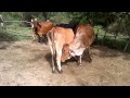 Fighting Cows In The Pen Tip Calf Cows Fight
