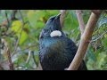 Tui song .