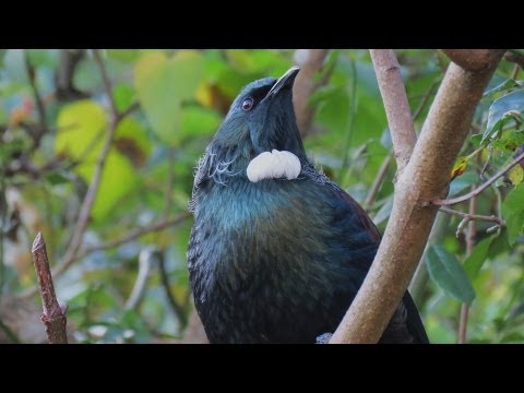 Tui song .