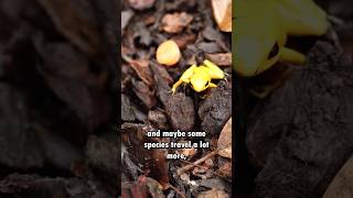 Releasing dart frogs into a 75,000 gallon enclosure ￼
