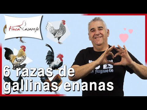 , title : '6 razas de GALLINAS ENANAS 🧡'