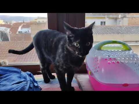 Video Lalo und Hakima