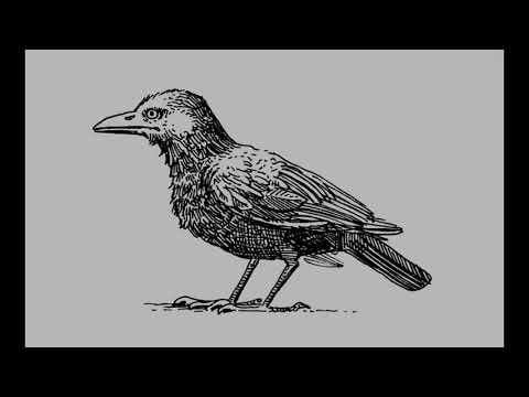 Sunce djever i Neva Nevičica – 2. dio