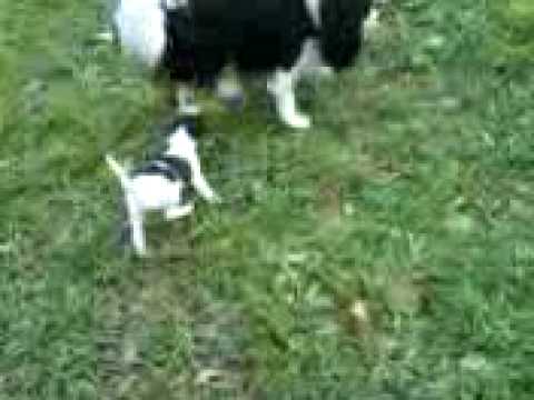 Amatullah a její první venčení