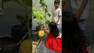 Download lagu PANEN MELON SULTAN LAGI #youtubeshorts #shortvideo #reels #buah #melon #panen #panenmelon mp3 Download lagu PANEN MELON SULTAN LAGI #youtubeshorts #shortvideo #reels #buah #melon #panen #panenmelon mp3