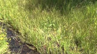 Mountain Meadow Tenkara Creek