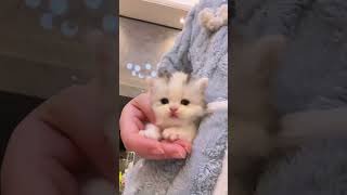 Download lagu A Day in the Life of My Furry Friend 137#cat#kitten #kitty#funny#pets#cutecat mp3 Download lagu A Day in the Life of My Furry Friend 137#cat#kitten #kitty#funny#pets#cutecat mp3