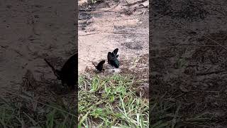 Download lagu Our elephant camp is also a butterfly heaven 🐘❤️😍 #elephant #keffamily #babyelephant #kef #chimean mp3 Download lagu Our elephant camp is also a butterfly heaven 🐘❤️😍 #elephant #keffamily #babyelephant #kef #chimean mp3