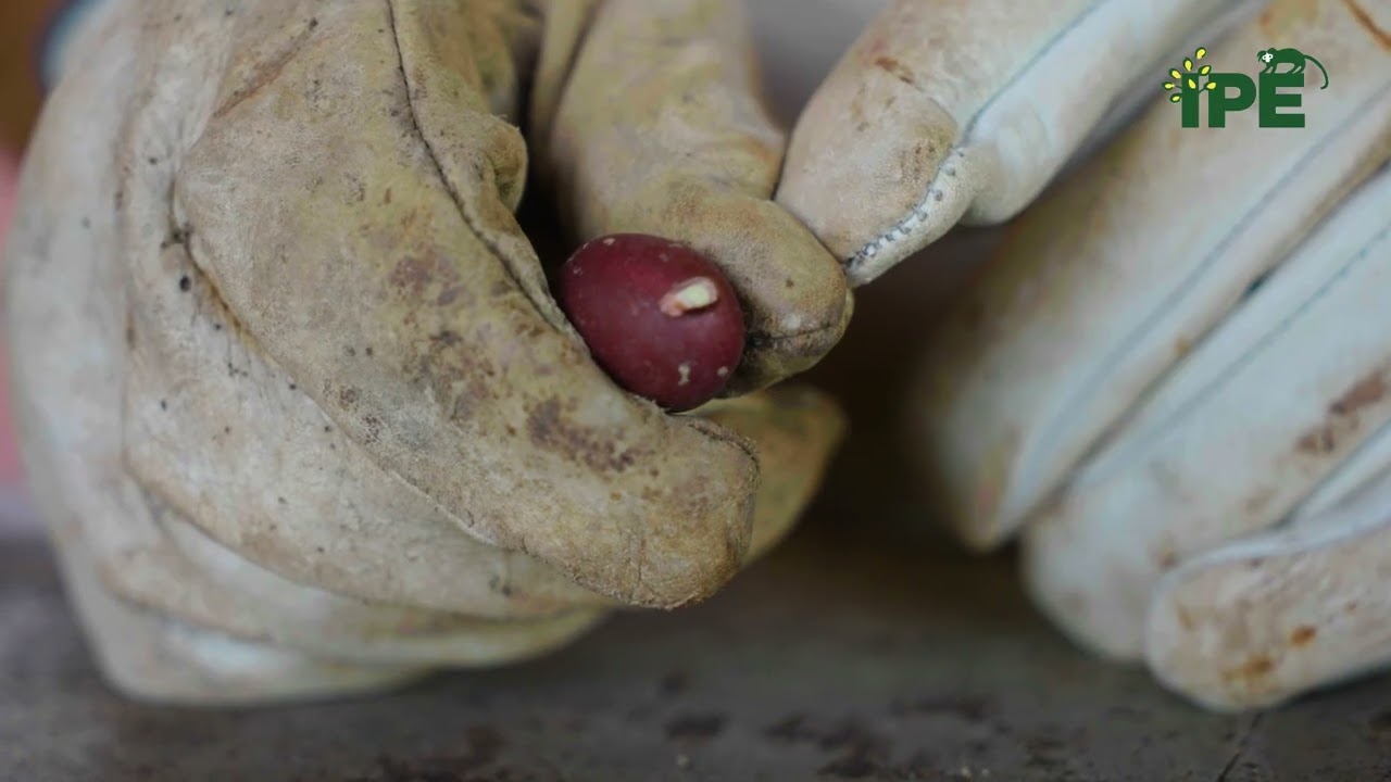 O que é quebra de dormência das sementes e como fazer?