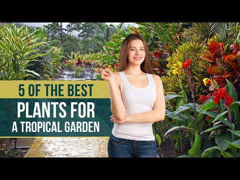 5 of the Best Plants for a Tropical Garden 🏡 Tropical Garden Ideas ✅