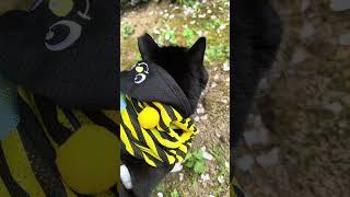 Download lagu They both are cute #princessharringtonthecat #tuxedocat #catbee #funnycatvideo #fypcats mp3