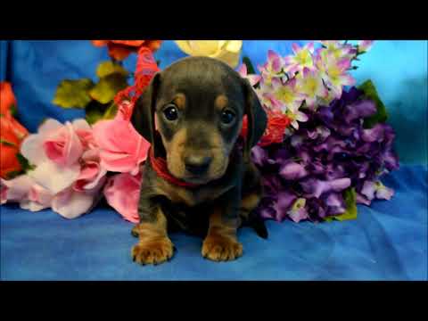 Caleb AKC Male Blue Tan SH Miniature Dachshund puppy for sale!