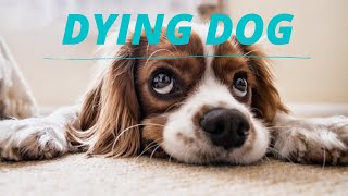 How To Comfort A Dying Dog