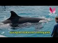 Jessica S Last Goodbye In The Pool Jessica Radcliffe Orca Dolphin Attack