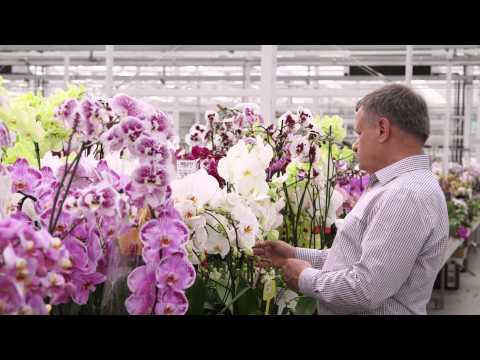 Jarosław Ptaszek, JMP Flowers - Finalista III Edycji Nagrody