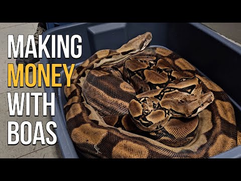 BREEDING BOA CONSTRICTORS FOR MONEY!!