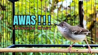 Download lagu suara burung CIBLEK GACOR NGEBREN Pancingan Ciblek Semi bahan jadikan ciblek kristal gacor Tarung mp3