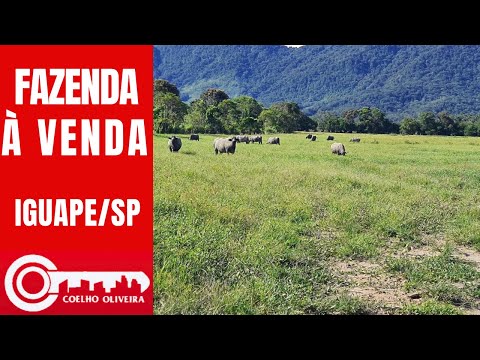 FAZENDA À VENDA EM IGUAPE/SP - com 520 hectares #iguape #saopaulo #sitio #fazenda #chacara
