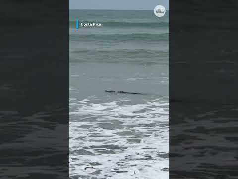 Crocodile disguises itself in ocean waves #Shorts