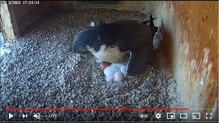 Peregrine Networks Live Peregrine Falcon Feed1 (Manchester, NH, USA) live webcam