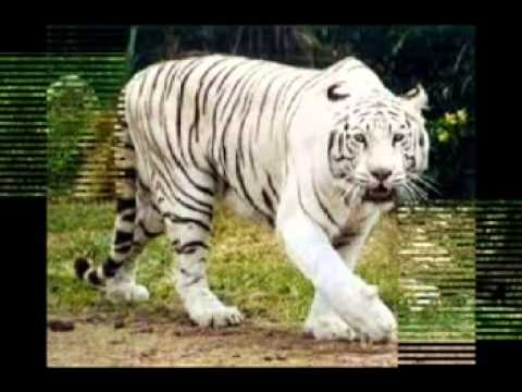 NO TIENES PERDON nick del rio con la sonora bonita