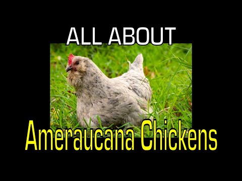 , title : 'Ameraucana Chicken - Information'