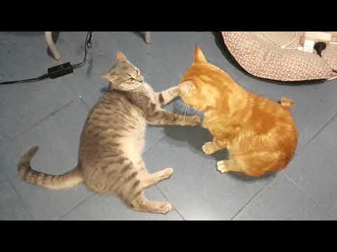 los gatos otto y samira jugando / peleando  // the cats otto and samira playing / fighting