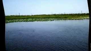 preview picture of video '№ 809 США МОНСТР КРОКОДИЛ - AIRBOAT RIDE COCOA FL'