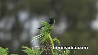オウチュウ3羽、カタグロトビ、カンムリワシ幼鳥、ハイイロチュウヒ(動画あり)