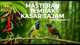 Download lagu 🔴 Live Masteran Tembakan Full Kasar Tajam Materi Tepus Kepala Abu Gacor vs Cucak Cungkok Isian Mewah mp3