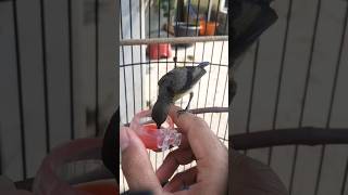 Download lagu KONIN JANTAN ! KONIN TROTOL 140824 #konin mp3