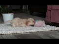 Cavapoo dogs for sale: Rhonda - Video 1