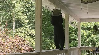 Young Bear Ruby — Success!