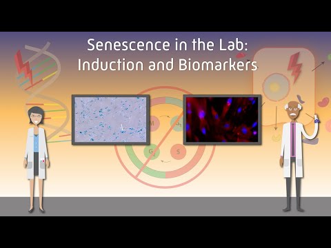 Senescence in the Lab: Induction and Biomarkers