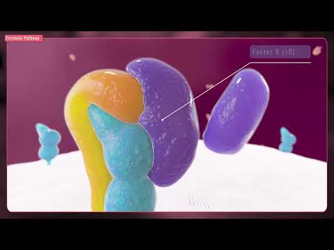 The Clotting Cascade