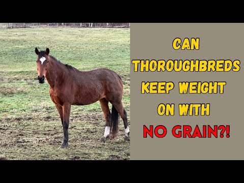 Why I Feed My Hard Keeper Thoroughbreds NO GRAIN | Horse Feed Routine