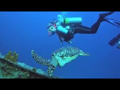 These scuba divers will help you fall in love with the underwater world