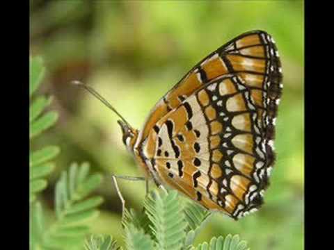 The Stream in Springtime (Den Vilda instrumental)